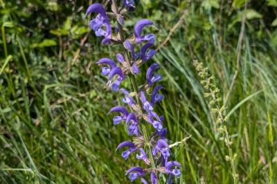 <i>Salvia pratensis</i>