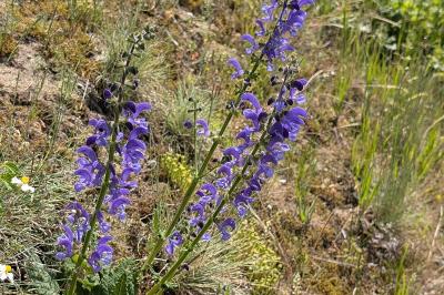 <i>Salvia pratensis</i>