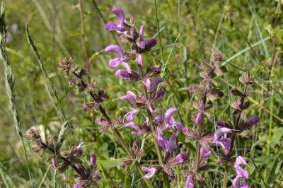 <i>Salvia pratensis</i>