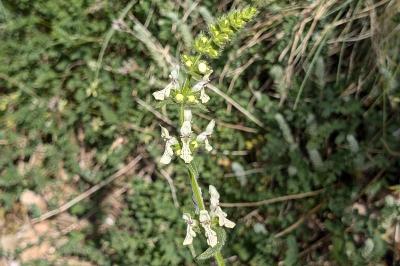 <i>Stachys recta</i>