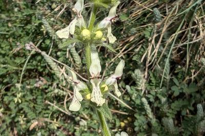 <i>Stachys recta</i>
