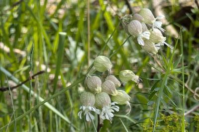 <i>Silene vulgaris</i>