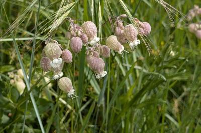 <i>Silene vulgaris</i>