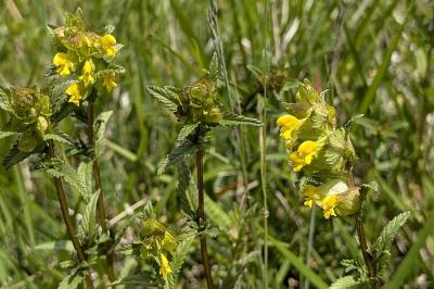 <i>Rhinanthus minor</i>