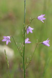 <i>Campanula rapunculus</i>