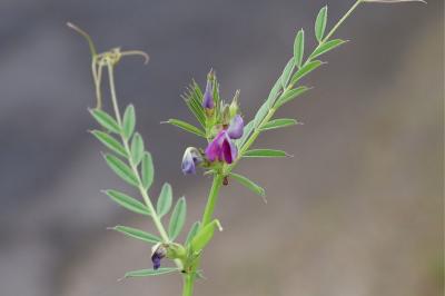 <i>Vicia sativa</i>