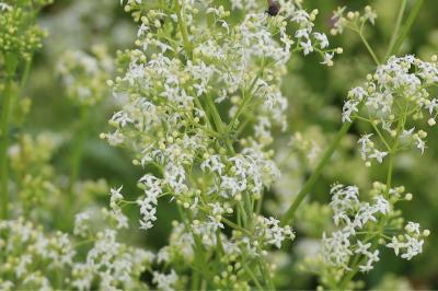 <i>Galium album</i>