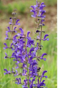 <i>Salvia pratensis</i>