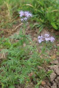 <i>Phacelia tanacetifolia</i>