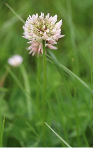 <i>Trifolium repens</i>