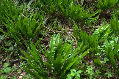 <i>Asplenium scolopendrium</i>