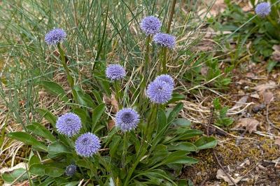 <i>Globularia bisnagarica</i>
