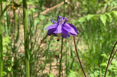 <i>Aquilegia vulgaris</i>