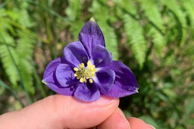<i>Aquilegia vulgaris</i>