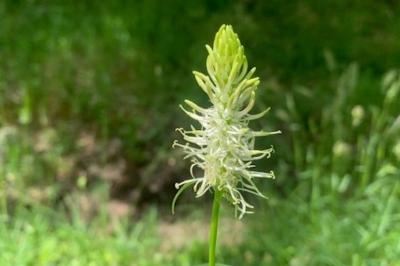 <i>Phyteuma spicatum</i>