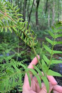 <i>Osmunda regalis</i>