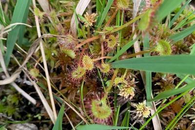 <i>Drosera rotundifolia</i>