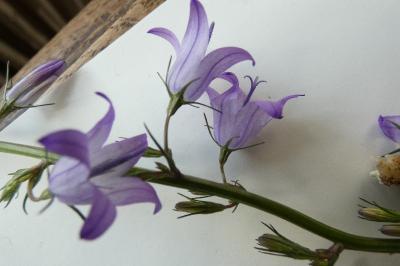<i>Campanula rapunculus</i>