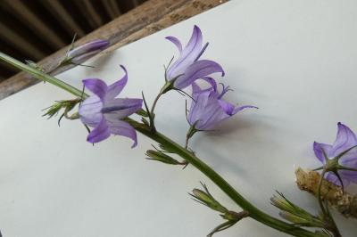 <i>Campanula rapunculus</i>