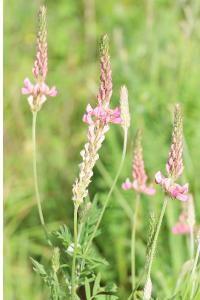 <i>Onobrychis viciifolia</i>