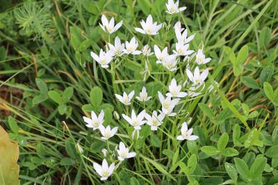 <i>Ornithogalum umbellatum</i>
