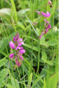 <i>Polygala vulgaris</i>