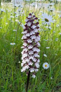 <i>Orchis purpurea</i>