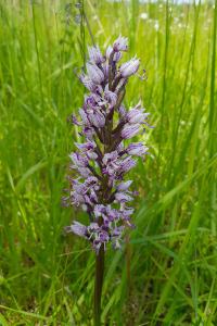 <i>Orchis simia</i>
