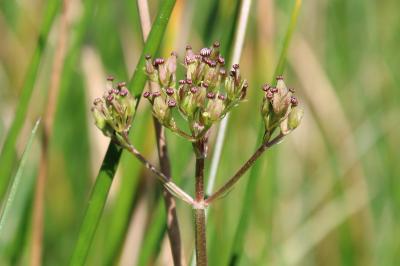 <i>Valeriana dioica</i>