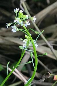 <i>Calepina irregularis</i>