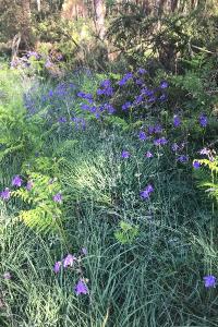<i>Aquilegia vulgaris</i>