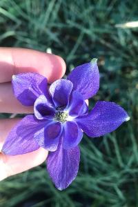<i>Aquilegia vulgaris</i>