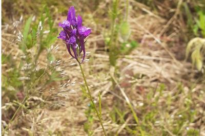 <i>Linaria pelisseriana</i>