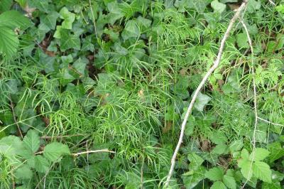 <i>Peucedanum gallicum</i>