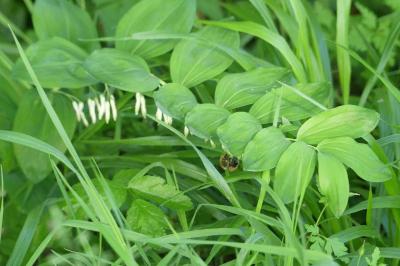 <i>Polygonatum multiflorum</i>