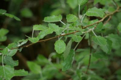 <i>Populus x canescens</i>