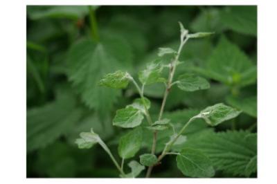 <i>Populus x canescens</i>