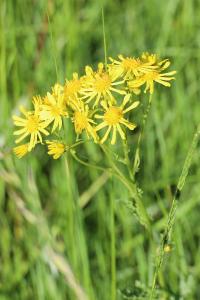 <i>Jacobaea vulgaris</i>