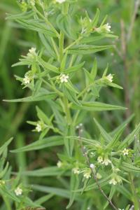 <i>Lithospermum officinale</i>