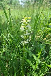 <i>Platanthera chlorantha</i>