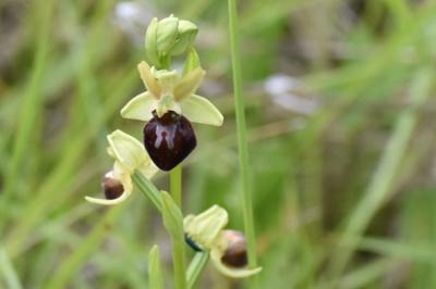 <i>Ophrys aranifera</i>