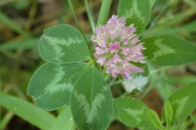<i>Trifolium pratense</i>