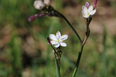 <i>Simethis mattiazzii</i>