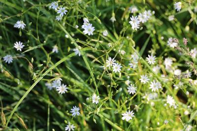 <i>Stellaria graminea</i>
