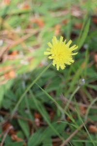 <i>Pilosella officinarum</i>
