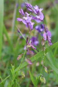 <i>Polygala comosa</i>