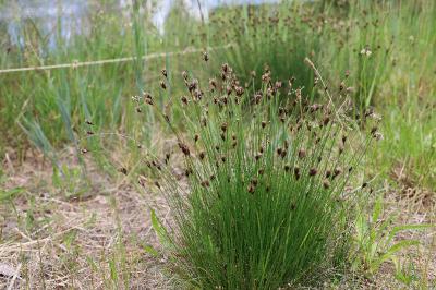 <i>Schoenus nigricans</i>