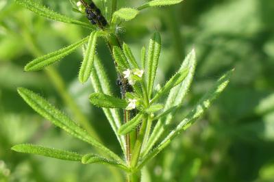 <i>Galium aparine</i>