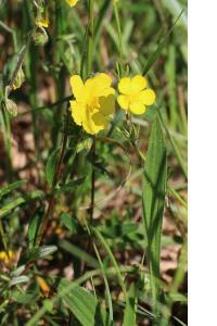<i>Helianthemum nummularium</i>