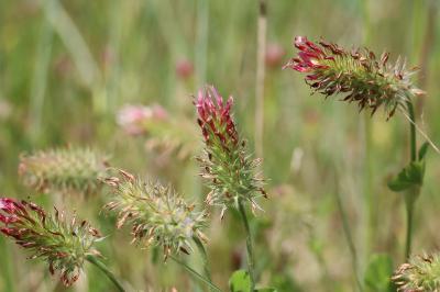 <i>Trifolium incarnatum</i>